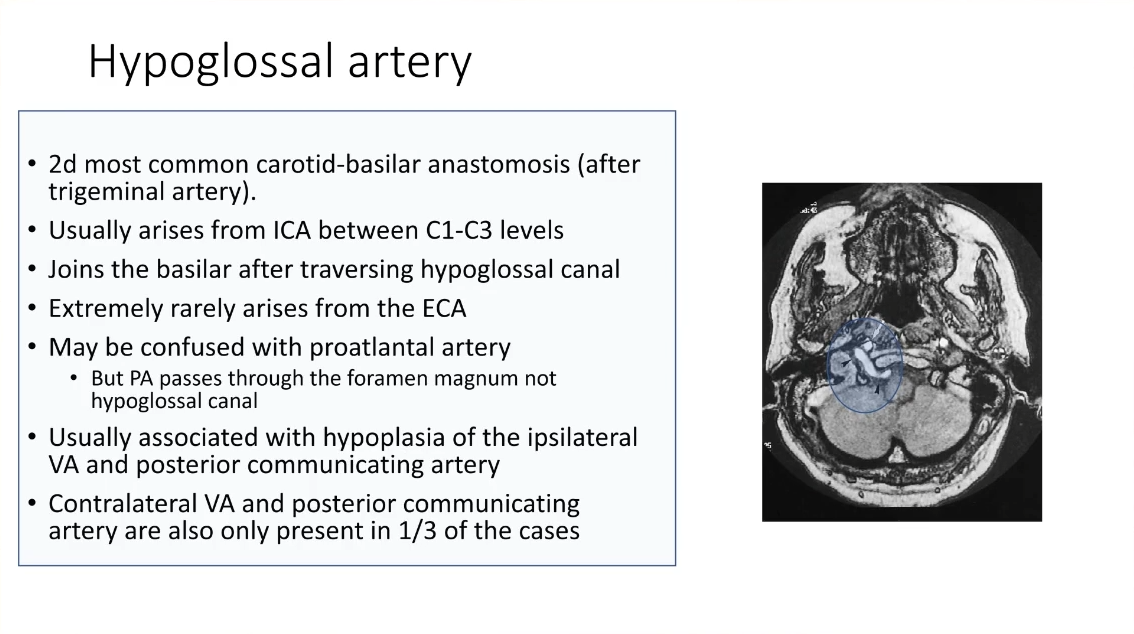 2d most common carotid-basilar anastomosis (after trigeminal artery). Usually arises from ICA between C1-C3 levels. Joins the basilar after traversing hypoglossal canal. Extremely rarely arises from the ECA. May be confused with proatlantal artery: but PA passes through the foramen magnum not hypoglossal canal. Usually associated with hypoplasia of the ipsilateral VA and posterior communicating artery. Contralateral VA and posterior communicating artery are also only present in 1/3 of the cases